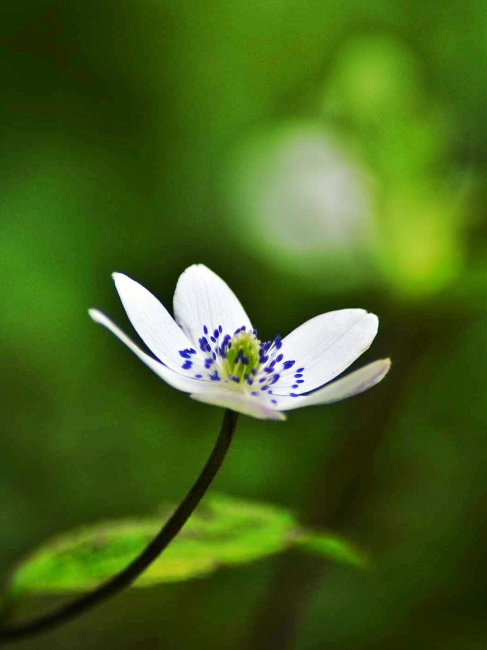 Valley of Flowers - Image 6